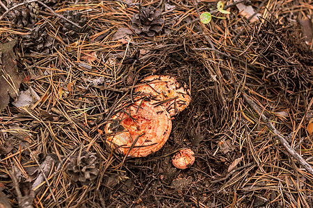 在森林 蘑菇采摘季节 顶视 有选择的焦点中 倒下的针头和松树中的藏红花奶帽组植物蔬菜收成营养团体荒野地面云杉橙子栖息地图片