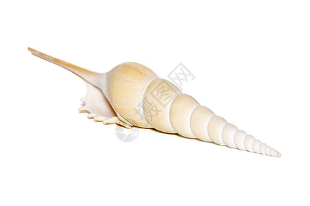 蒂比亚福苏斯海壳或胃肠的白色背景图像 海壳 海底动物宏观装饰品热带野生动物生活收藏家生物风格尾巴外貌图片