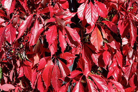 美丽的秋天背景 还有红色的勃根底叶子图片