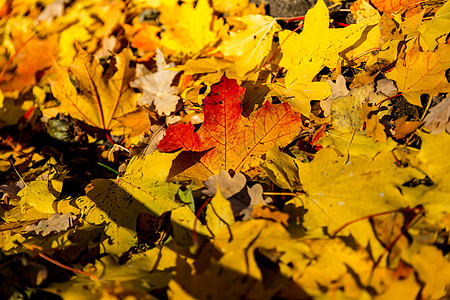 红色和橙色的秋叶背景 户外的 落叶的彩色背景图像非常适合季节性使用 落叶枫叶充满活力的地毯季节公园墙纸装饰品植物晴天土地树叶叶子图片