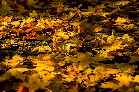 红色和橙色的秋叶背景 户外的 落叶的彩色背景图像非常适合季节性使用 落叶枫叶充满活力的地毯公园植物群枫树森林晴天日历地面环境墙纸图片