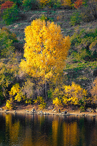 河流上美妙的秋天风景 清晨对秋季黄树和绿树有丰富多彩的视野 并反思水图片