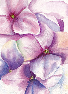 水彩色画出美丽的紫罗兰花花图片
