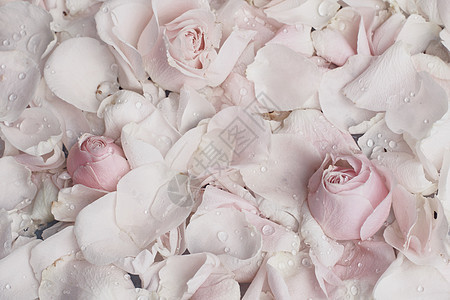 大理石上的玫瑰花瓣婚礼 假日和花园风格的概念捧花礼物花束植物学新娘植物群园艺花坛庆典明信片图片