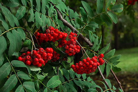 水果海报红山红灰莓 树上有绿叶的树枝 夏秋花园有排木荒野场景收成问候语浆果海报森林风景装饰叶子背景