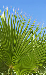 蓝天棕榈树棕榈树和蓝天空     旅行 外来和热带背景的风格概念树叶假期情调园艺绿色植物树木种植园公园植被异国背景