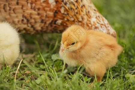 母鸡和母鸡在草地上散步农业顶峰生物家庭乡村家禽新生小鸡养鸡牧草图片