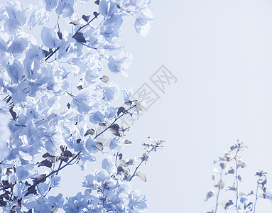 蓝花层构成花瓣框架植物学邀请函新娘花艺花园婚礼假期花朵图片