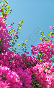 生活盛开花瓣海报邀请函问候花束花园花艺模板框架花朵背景图片