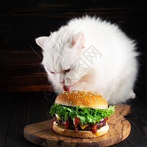 猫咪在黑暗背景下吃着大汉堡 吃着美味的快餐 吃的是肉饼 洋葱 蔬菜 融化奶酪和酱汁背景图片