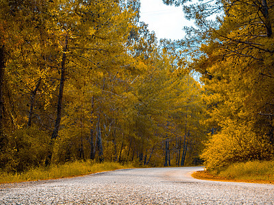 农村乡村公路季节自由植物国家红木公园荒野旅行沥青气候图片