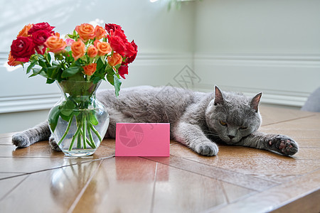 用花瓶和卡片的花束 躺在桌上的放轻松猫乐趣季节说谎庆典横幅玫瑰动物宠物风格哺乳动物图片