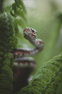 红亚马逊树 在花园的树枝上濒危动物学森林宠物猎人爬虫蟒蛇致命情调线圈图片