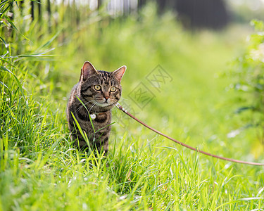 灰色条纹猫在野外绿草地上用皮带走路冒险警报衣领哺乳动物马具动物人行道小猫晶须宠物图片