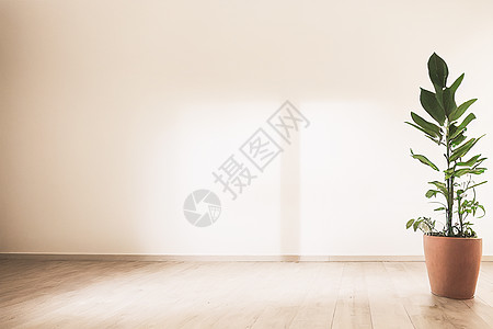 带植物的白色空房间 室内3d插图木头风格叶子嘲笑篮子装饰地面酒店家具公寓图片