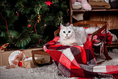 灰色漂亮的猫 节日 圣诞节 新年格子乡村雪橇派对金子房间戏服宠物胡须书柜图片