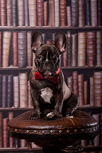 带颈首的法国斗牛犬头发食肉展示教育魅力犬类动物文学书人小狗图片