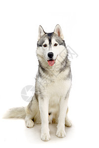 白色的西伯利亚胡斯基灰色动物小狗食肉伴侣宠物毛皮女性鼻子朋友图片