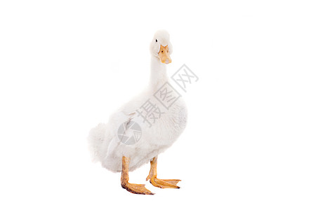 可爱的鸭子对白青年新生主题农场宠物小鸡动物金子小动物农业图片