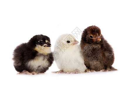 三只白底鸡 三只鸡动物母鸡工作室家禽翅膀生活婴儿农场眼睛宠物图片