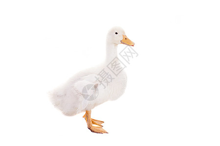 可爱的鸭子对白羽毛家禽新生翅膀农场金子小鸡农业宠物动物图片