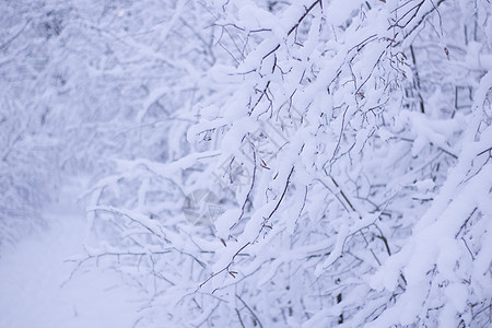 覆盖白净雪的树木分支图片
