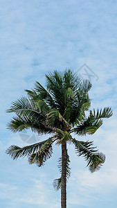 绿色棕榈树天空 白色云彩 夏日寒冷的天空气 旋流云健康天堂仙境全景格式假期生长旅行喜悦风景图片