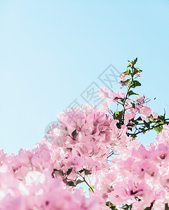 粉色花朵和蓝天空 在梦幻的花园里 鲜花背景花瓣海报庆典植物新娘园艺奢华婚礼小样问候背景图片