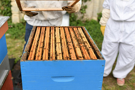 蜜蜂养蜂员会用蜜蜂做蜂窝图片