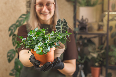 在家中或花店中种植陶工厂的妇女潮人植物房子自由职业者学家成人园艺工作中年丛林图片