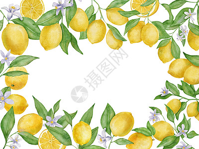含叶子的柠檬水果和花水彩色长方形框 手画植物框架 在白色上隔离果汁农业树林包装收成艺术品绘画食物菜单饮食图片