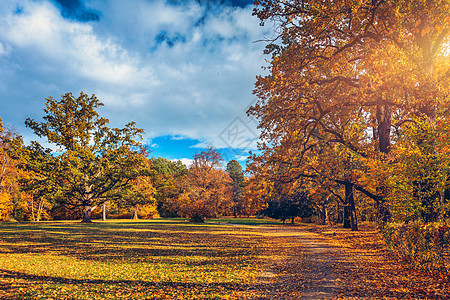 秋天的景色 秋天 红色和黄色的树木和树叶在阳光下 与黄色树和太阳的美好的秋天风景 公园里五颜六色的树叶 落叶自然背景森林橙子分支图片