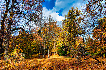 秋天的景色 秋天 红色和黄色的树木和树叶在阳光下 与黄色树和太阳的美好的秋天风景 公园里五颜六色的树叶 落叶自然背景橙子橡木草地图片