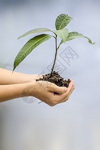 特写一个农民手里拿着绿色植物的手 的概念和森林保护生长食物园艺园丁植物生态叶子季节发芽货车图片