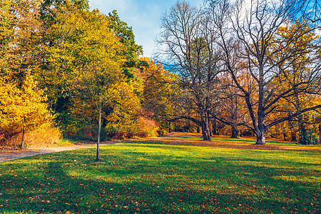 秋天的景色 秋天 红色和黄色的树木和树叶在阳光下 与黄色树和太阳的美好的秋天风景 公园里五颜六色的树叶 落叶自然背景场景叶子环境图片