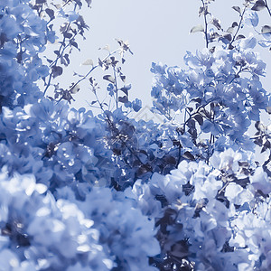 蓝花层构成奢华花瓣花园植物学小样邀请函植物群问候天空婚礼图片