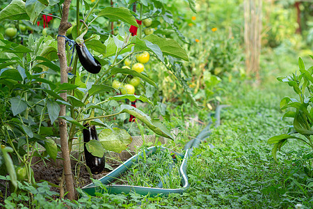 种在花园灌木上的茄子食物生长营养饮食农场蔬菜收成衬套场地温室图片
