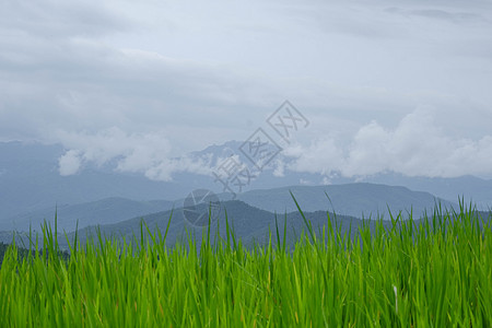 泰国农村早晨有机稻田生长的特写视图 以云彩和蓝天的群山为背景的美丽稻田图片