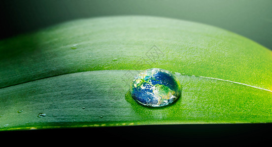 地球上植物大自然在水中繁衍 叶子上滴水的近距离镜头背景
