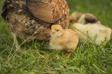 鸡妈妈和鸡宝宝母鸡和母鸡在草地上散步场地婴儿母亲厨房宠物家庭食物鸟类农业女性背景