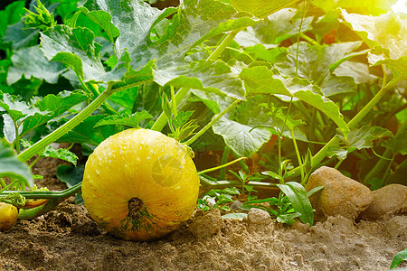 生长在庭院里的橙色南瓜 在花园里的花园里种植南瓜葫芦食物蔬菜植物收成场地农业橙子农场感恩图片