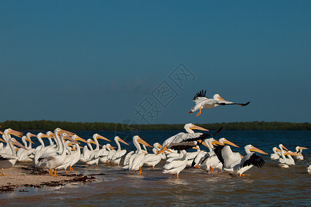 白白菲律宾人海岸线海洋动物团体海滩鸟群液体沼泽地棕色图片