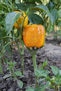 在花园灌木上种植的铃胡椒 保加利亚语或甜辣椒营养农场温室收成植物群衬套植物蔬菜季节叶子图片