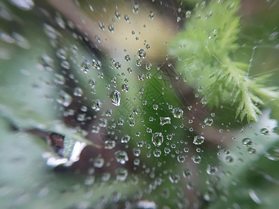 在蜘蛛网上躺下天气雨滴蛛网蜘蛛网网络叶子说谎脚步门廊棕色图片