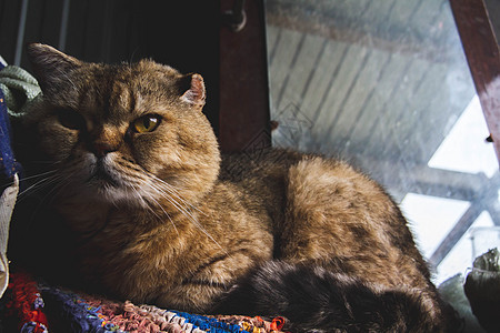 苏格兰猫 灰色的苏格兰猫 漂亮的猫特写头发宠物鸢尾花羊毛镜片鼻子好奇心哺乳动物小猫猫科图片