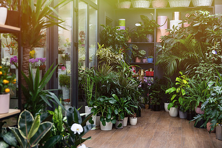 花店内装有活生生植物和鲜花冰箱的花店图片