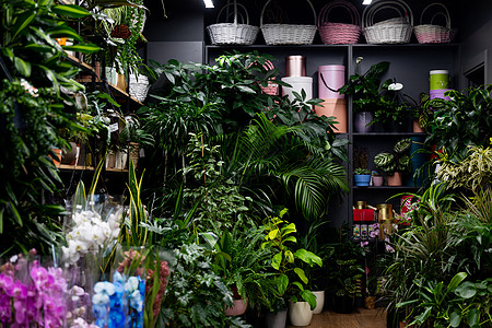 装有天然栽种植物和货架上包装礼品箱的室内花棚店内图片