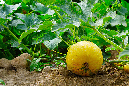 生长在庭院里的橙色南瓜 在花园里的花园里种植南瓜蔬菜园艺农业农场食物橙子葫芦生产假期季节图片