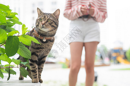 一只脱衣猫坐在户外的长凳上 年轻的妇女带着宠物在户外散步长椅哺乳动物草地女士胡须探险家小猫毛皮流浪汉公园图片