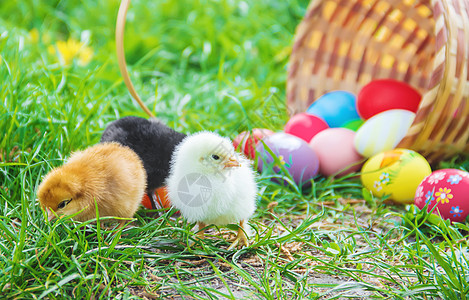 绿色草地的小鸡 复活节 有选择的焦点动物花园农业家禽婴儿食物生物生活农场公鸡背景图片